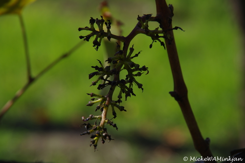 Grape