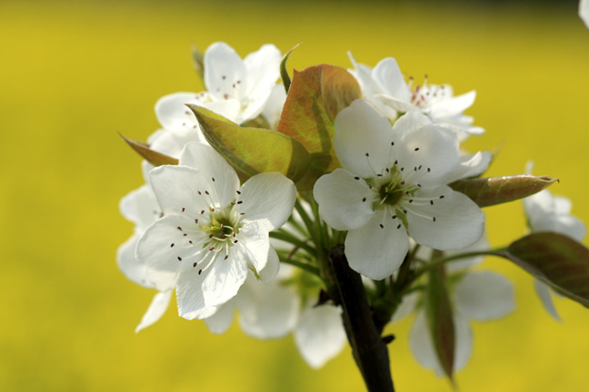 pear flowers 7.jpg