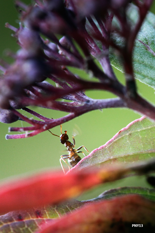 Ants