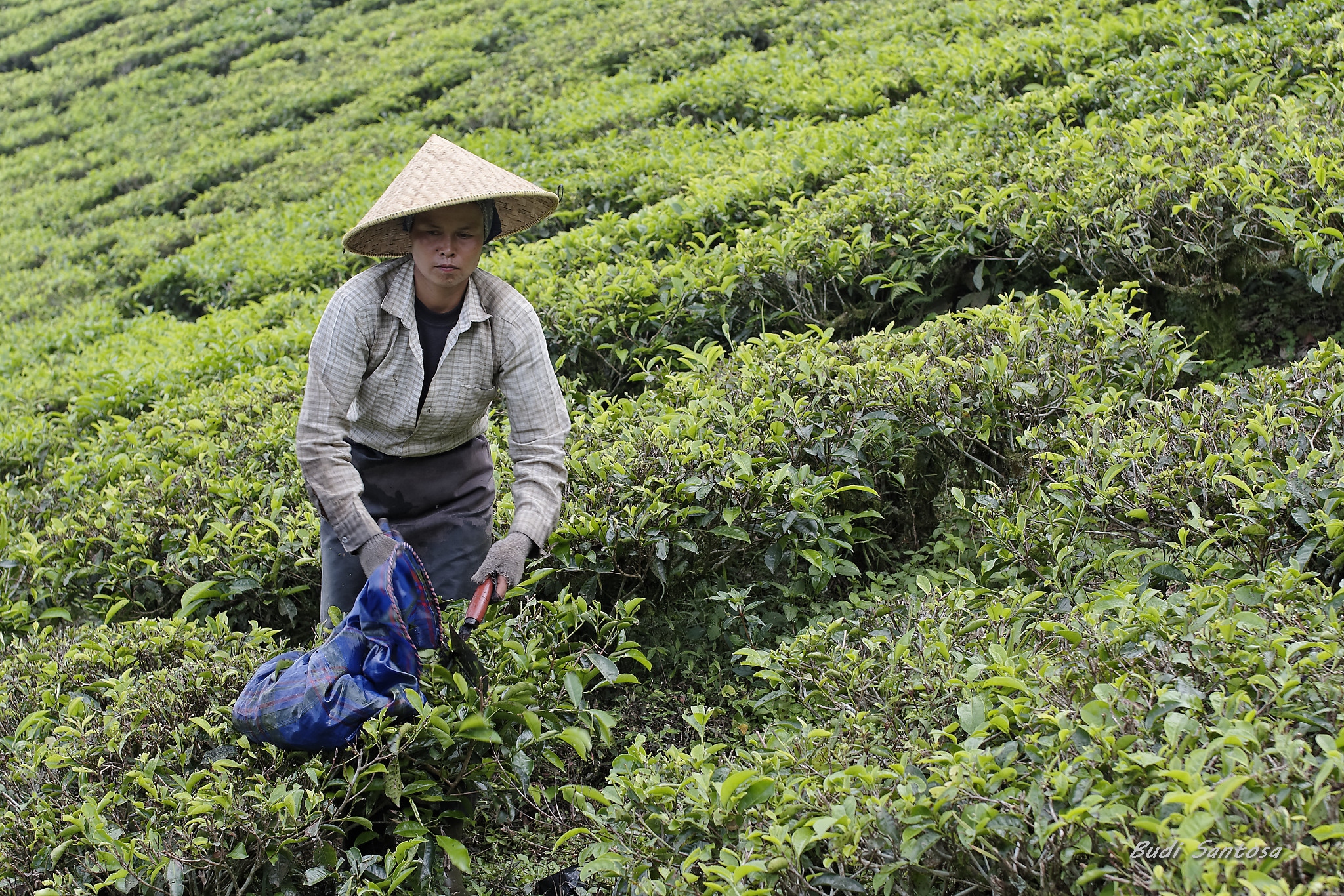 Tea Picking