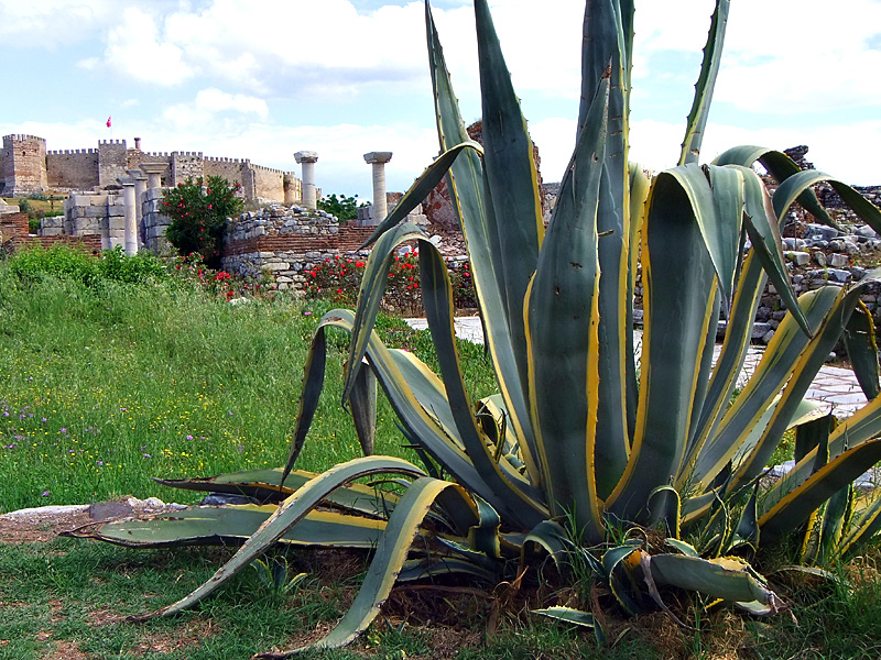 DSCF6410W.jpg