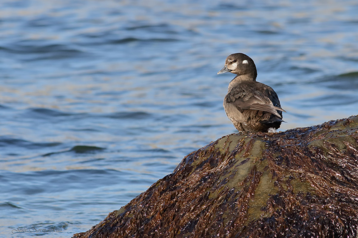 canard harlequin2 8597.jpg