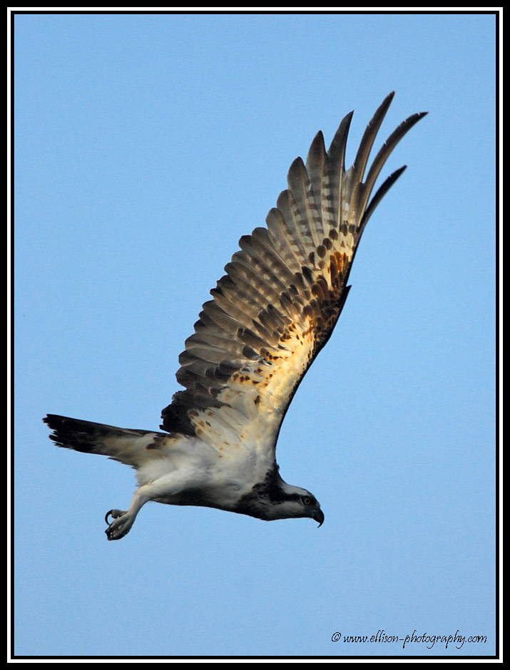 Osprey