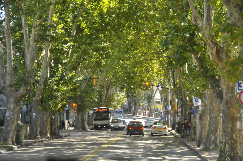 Sycamore lined streets