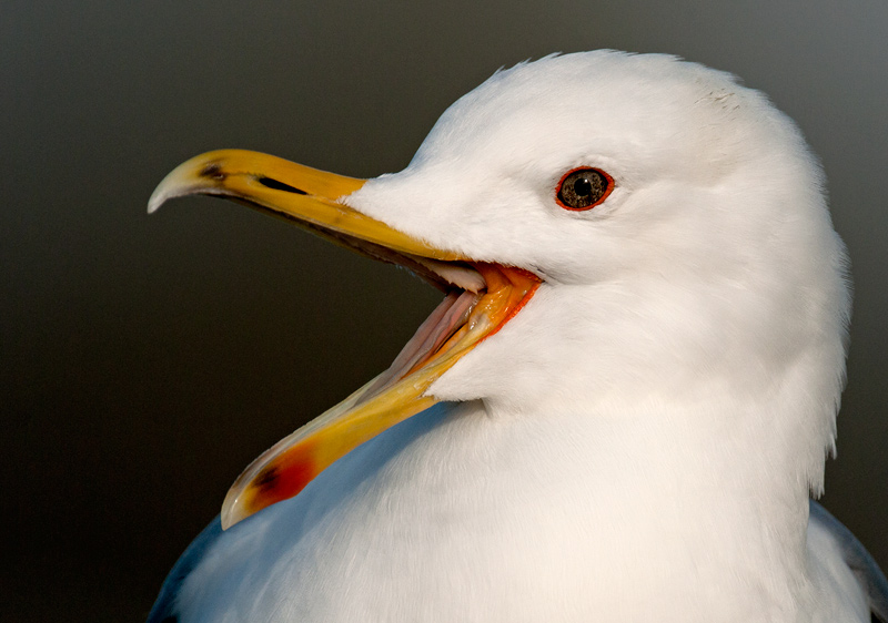 Caspian-gull-adult-nr-3-2014-Grou-Holland.jpg