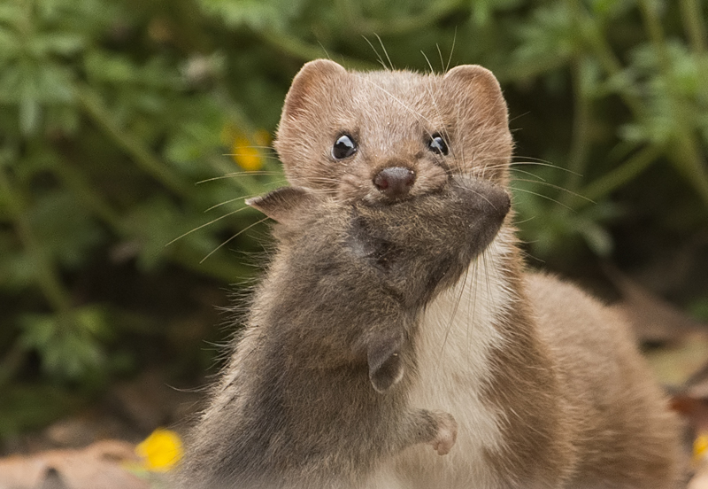 wezel muis close.jpg