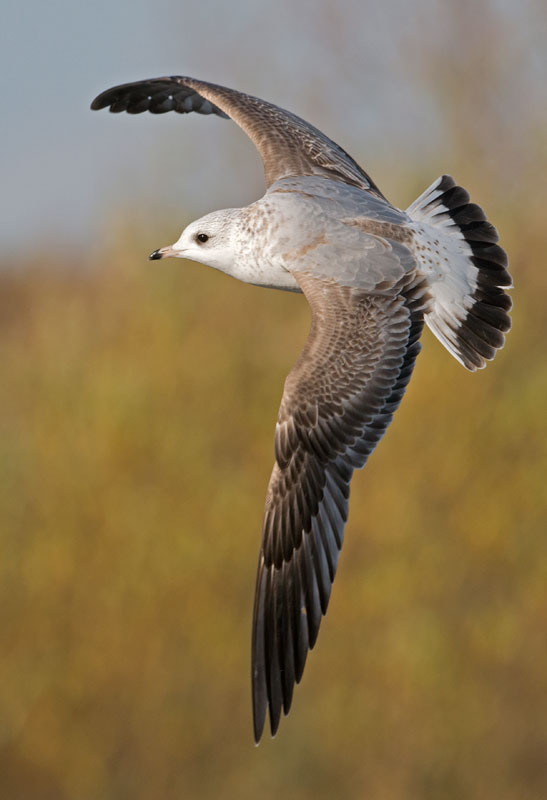 Common-gull-second-first-nov-2014-grou-Holland.jpg