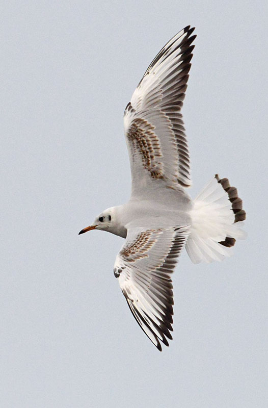 Black-headed-gull-atypical-tail-nov-2014-holland.jpg