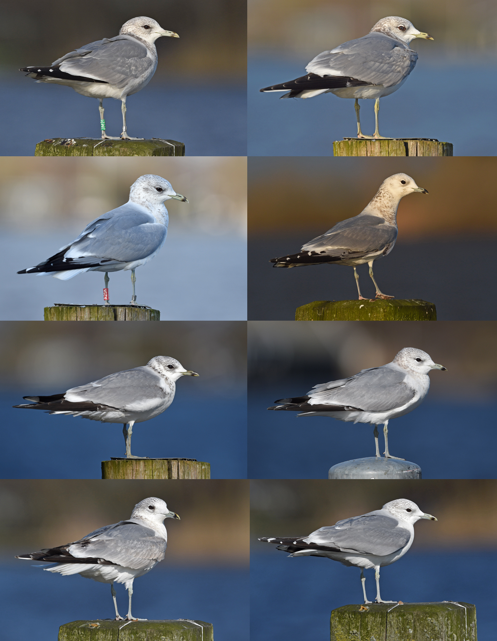8 second winter common gull.jpg