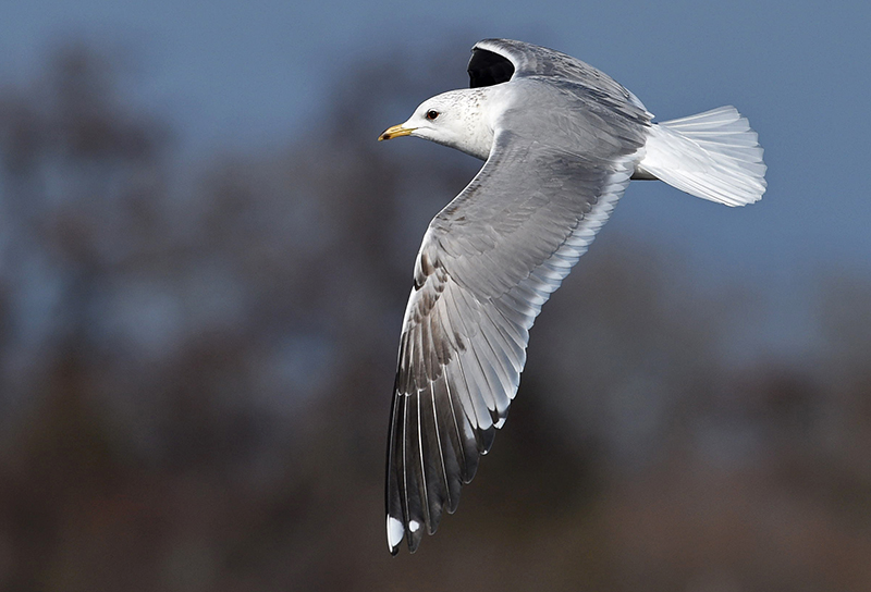 Russische Stormmeeuw Grou 12 maart 2016 Larus canus heinei nr 2.jpg