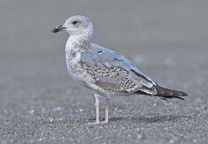 Yellow legged gull second winter Malaga 2.jpg