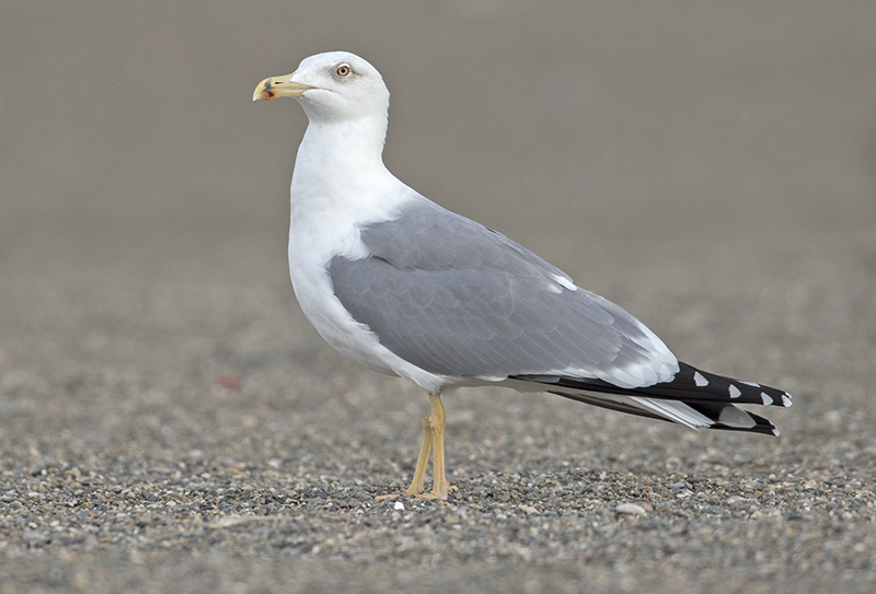 Yellow legged gull adult winter Malaga 2.jpg