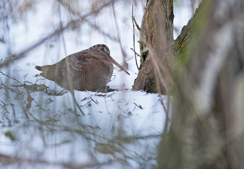 houtsnip  bos met sneeuw 2.jpg