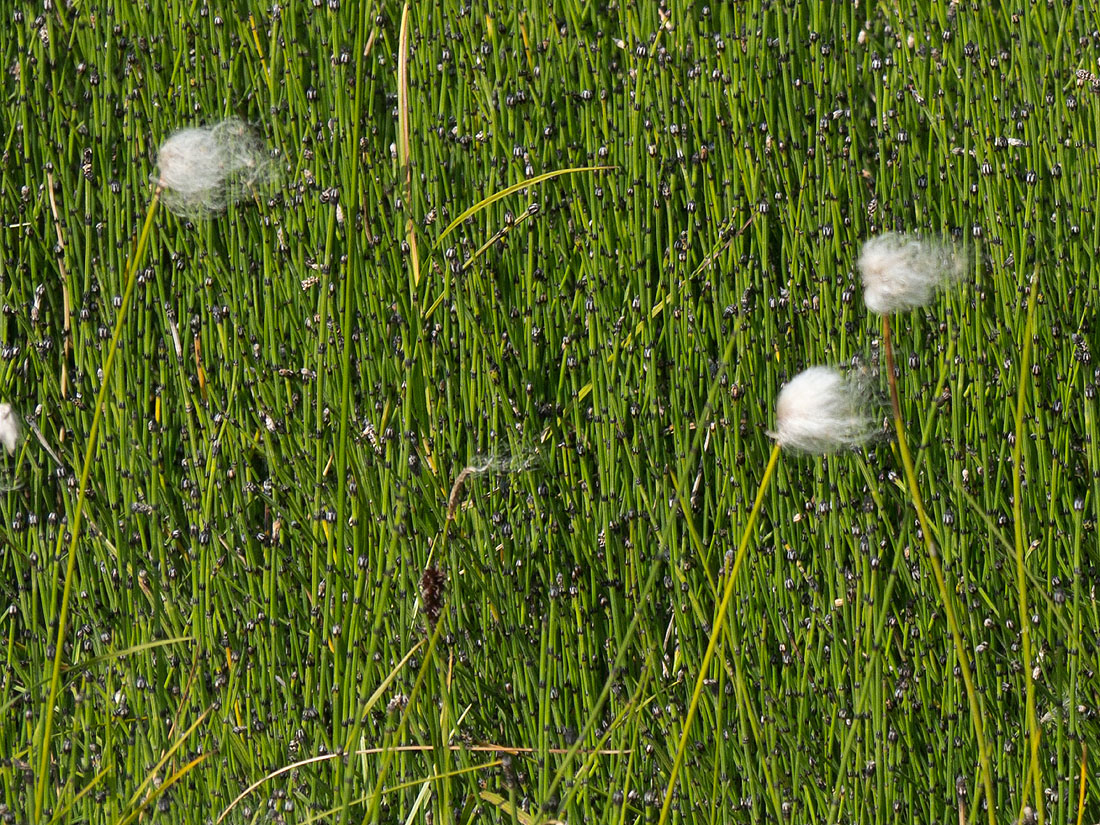 Cotton grass