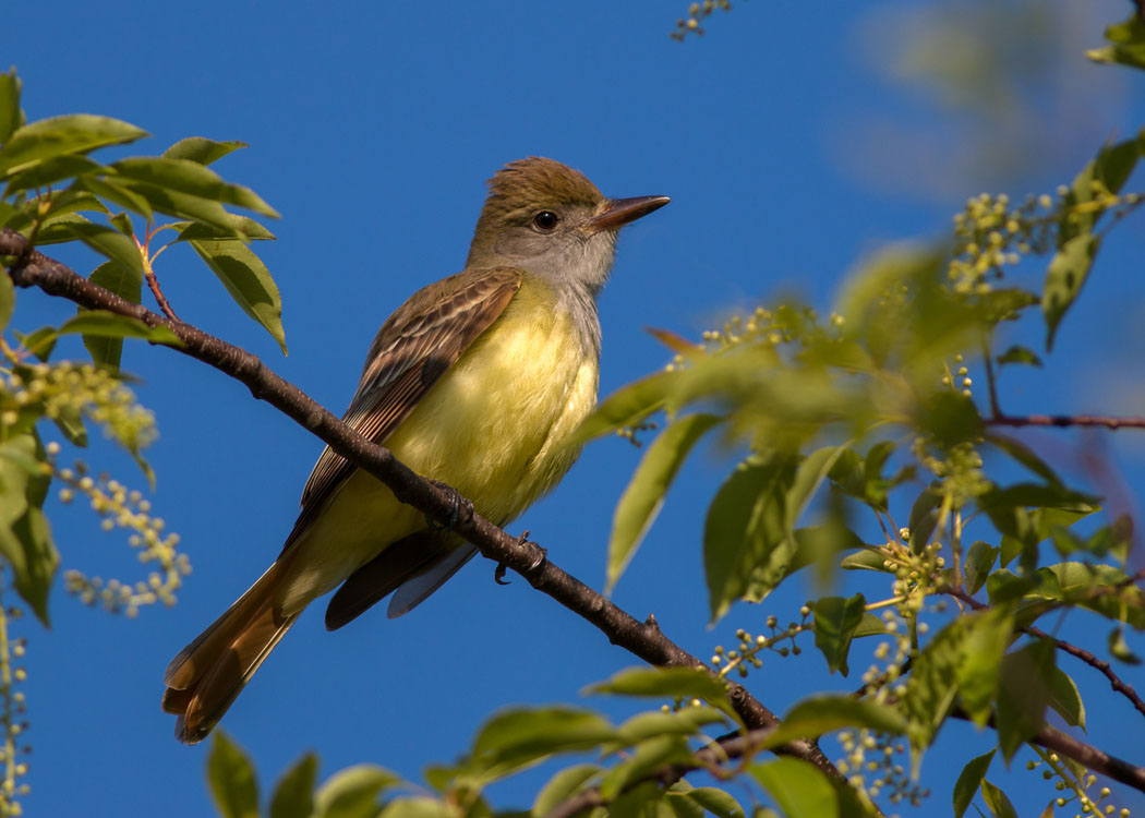 Great-crested Flycatcher