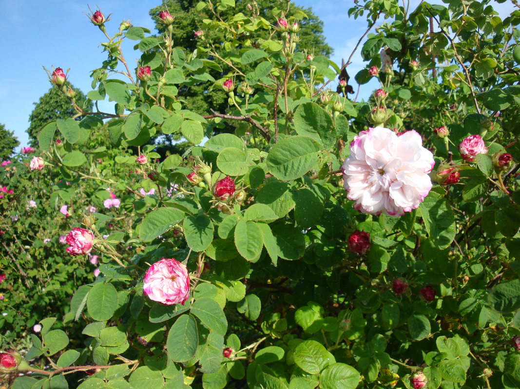 DSC01946.JPG