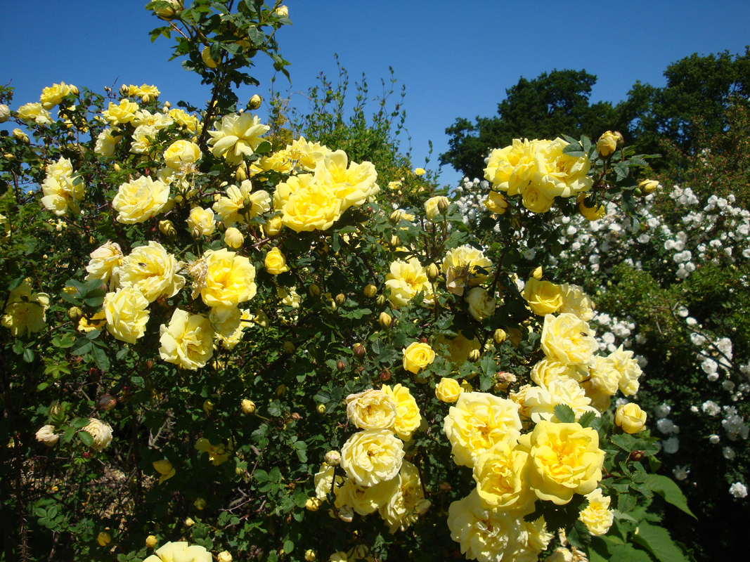 DSC08025.JPG