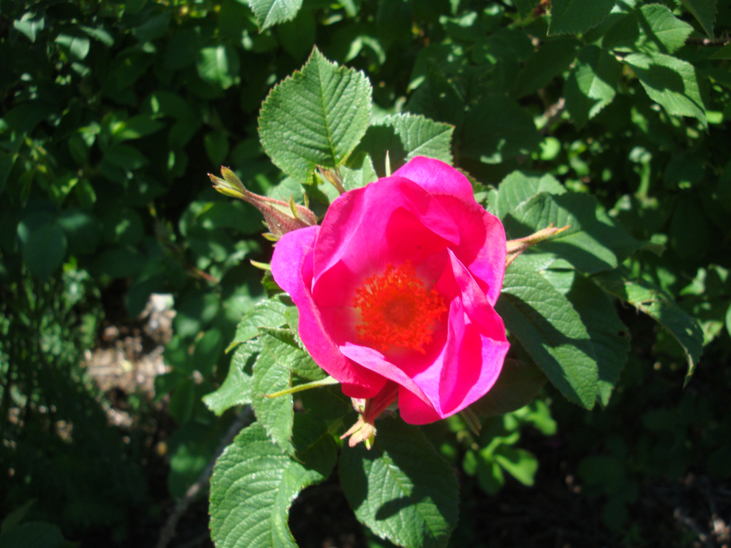 DSC08077.JPG