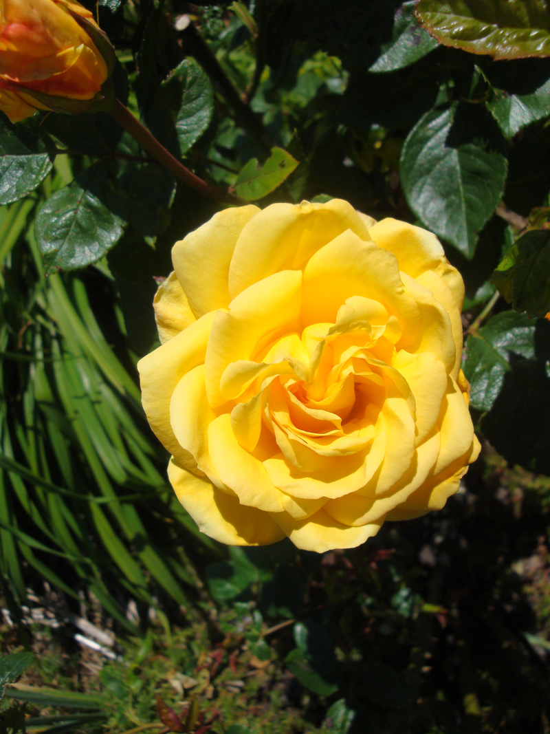 DSC08123.JPG