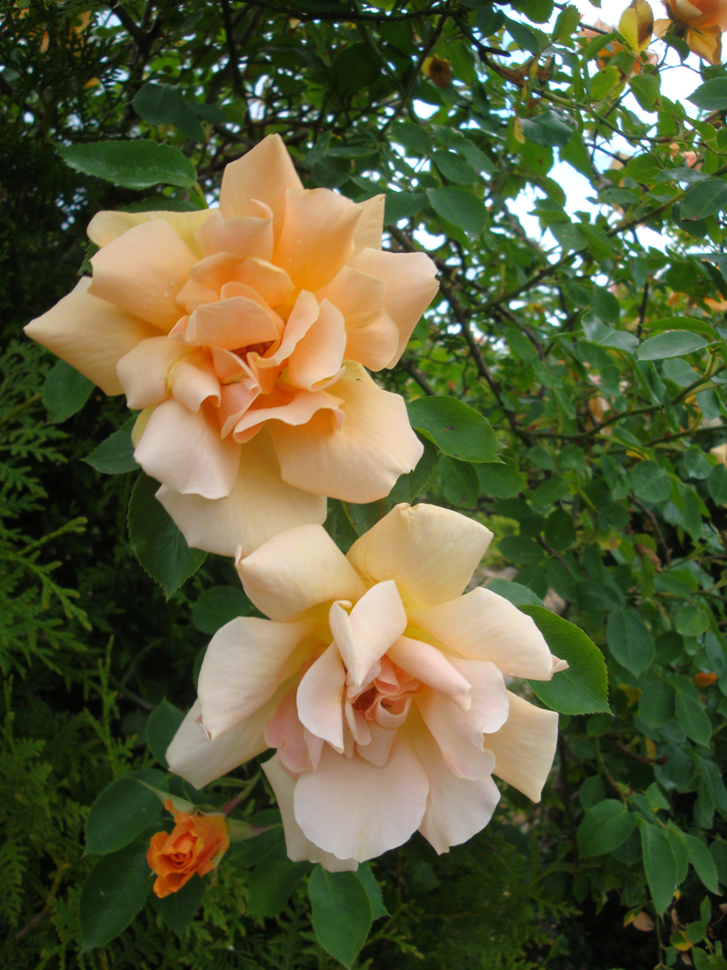 DSC09089.JPG