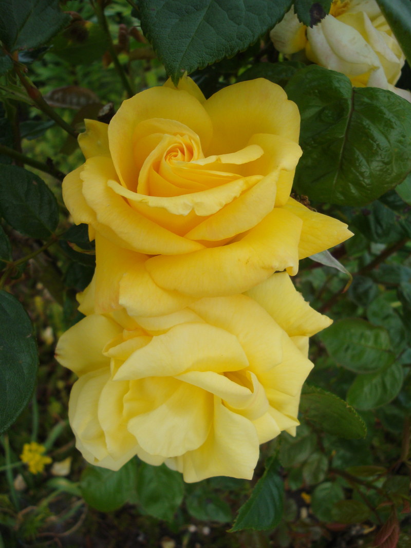 DSC00145.JPG