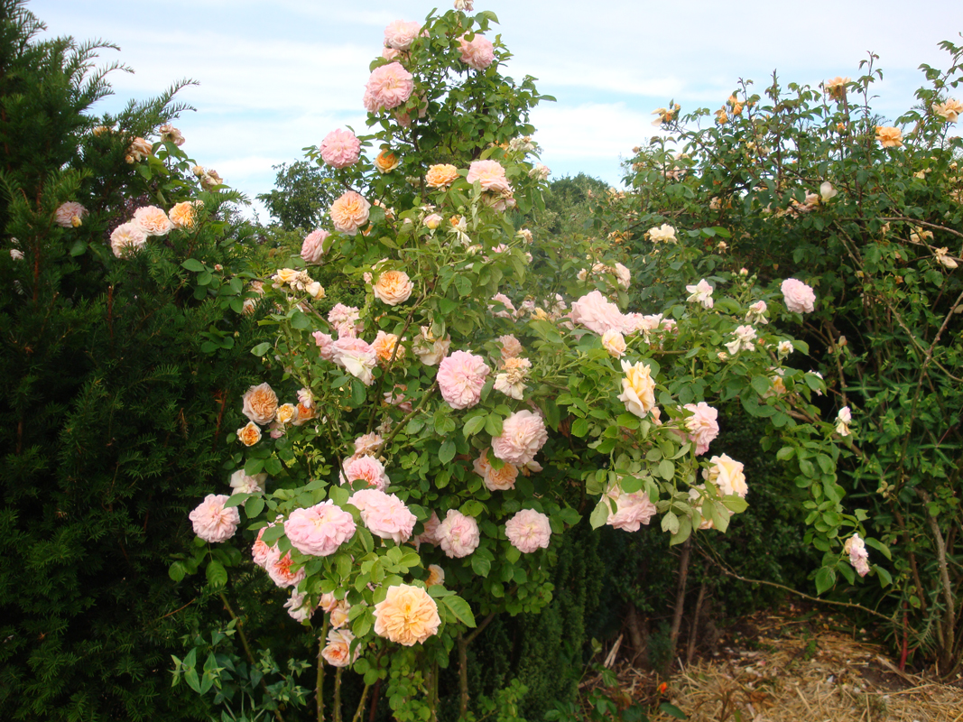 DSC00839.JPG