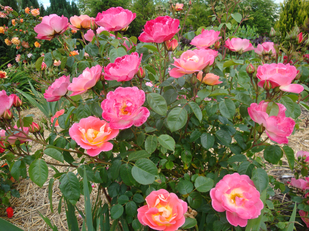 DSC00848.JPG