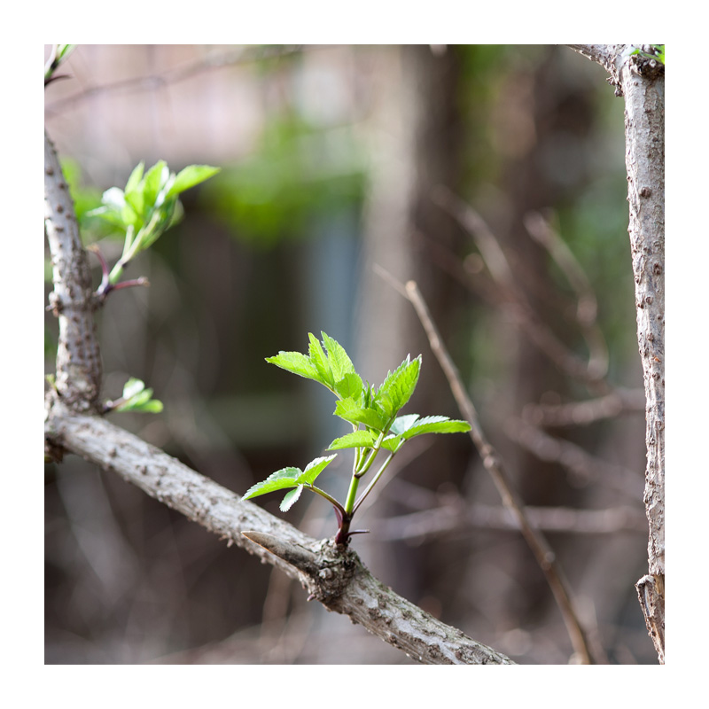 Elder - Easter