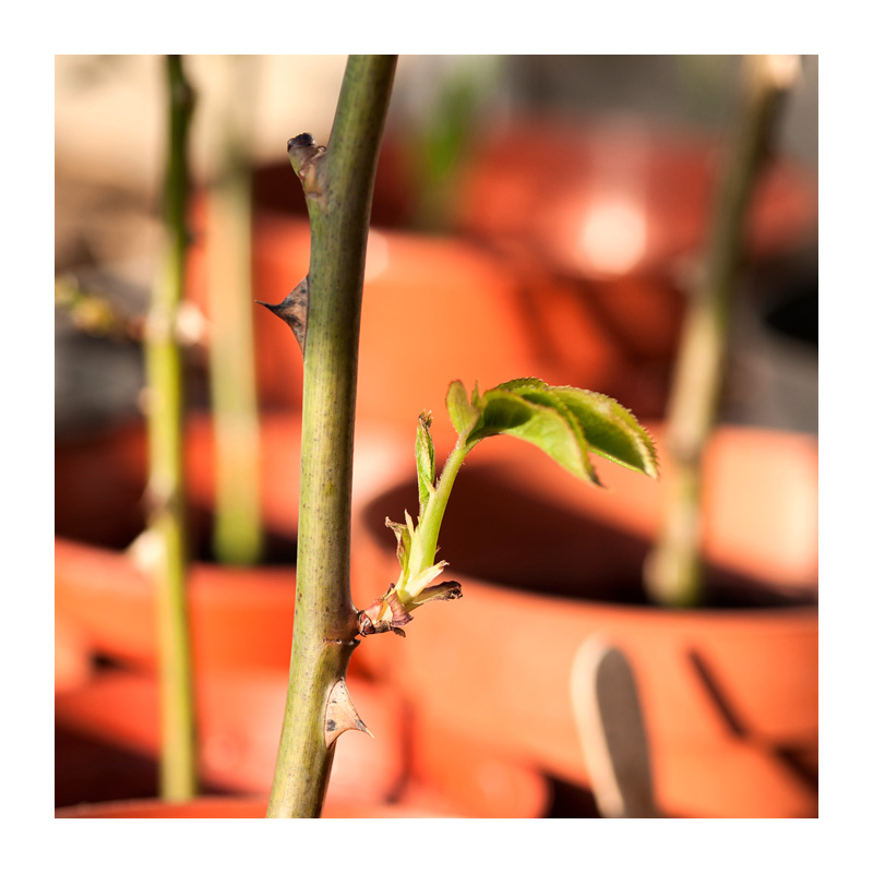 Rose cuttings