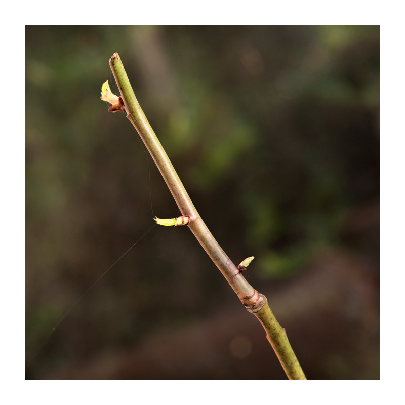 Rose cuttings