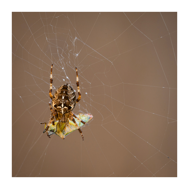 Spider with shield bug