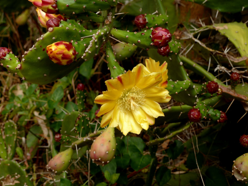 Figues de Barbarie.