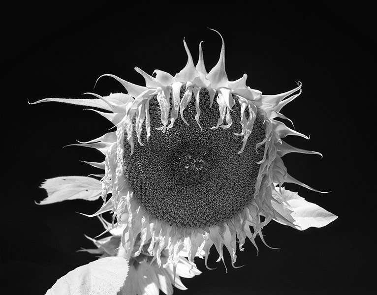 Sunflower, Hood River, OR