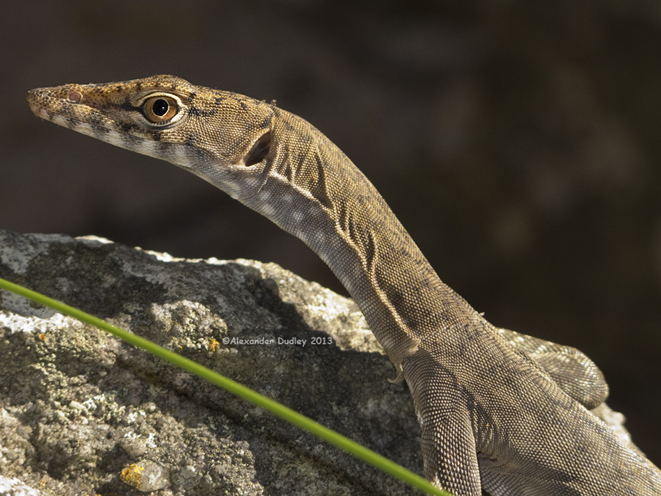 Varanus glebopalma