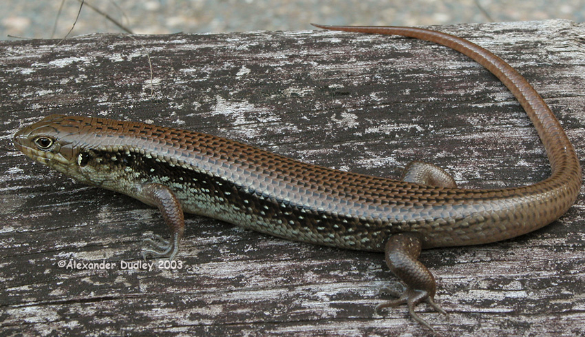 Major Skink, Bellatorias frerei