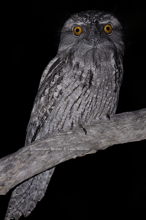 Tawny Frogmouth