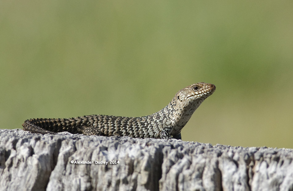 Egernia cunninghami complex member. 