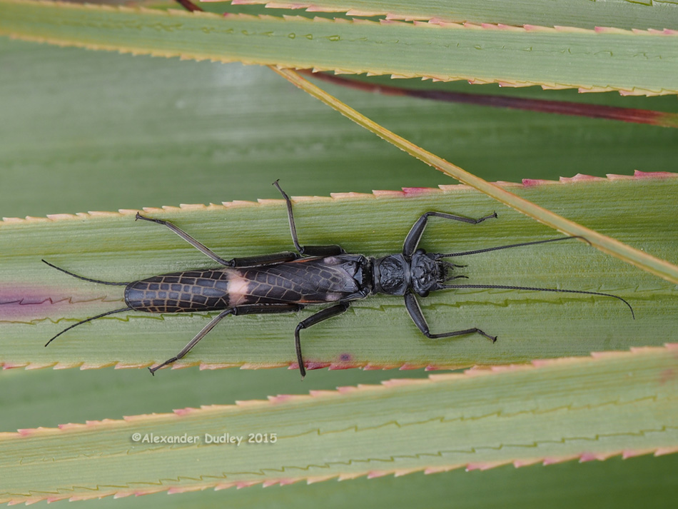 Giant Stonefly