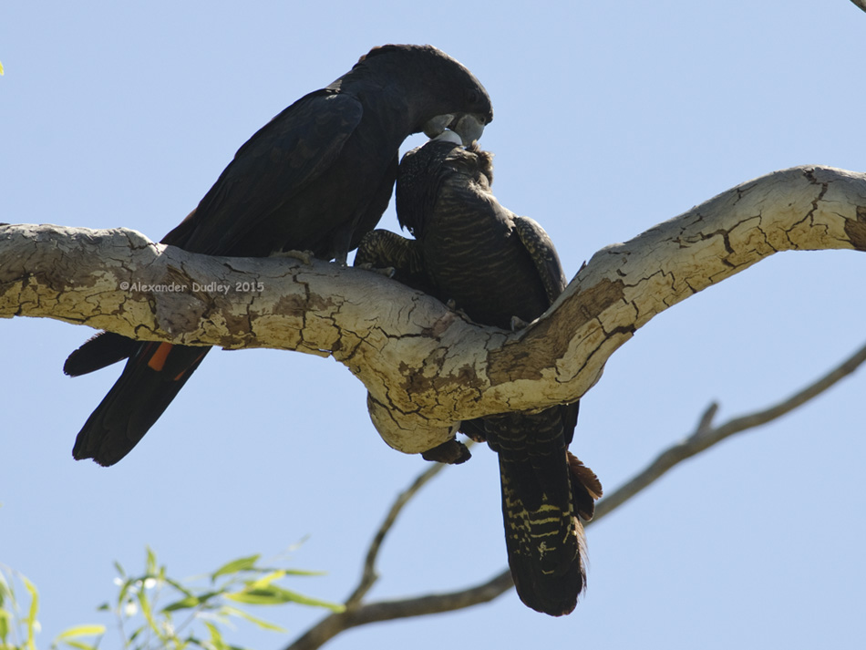 Red-tailed Black-cockatoo