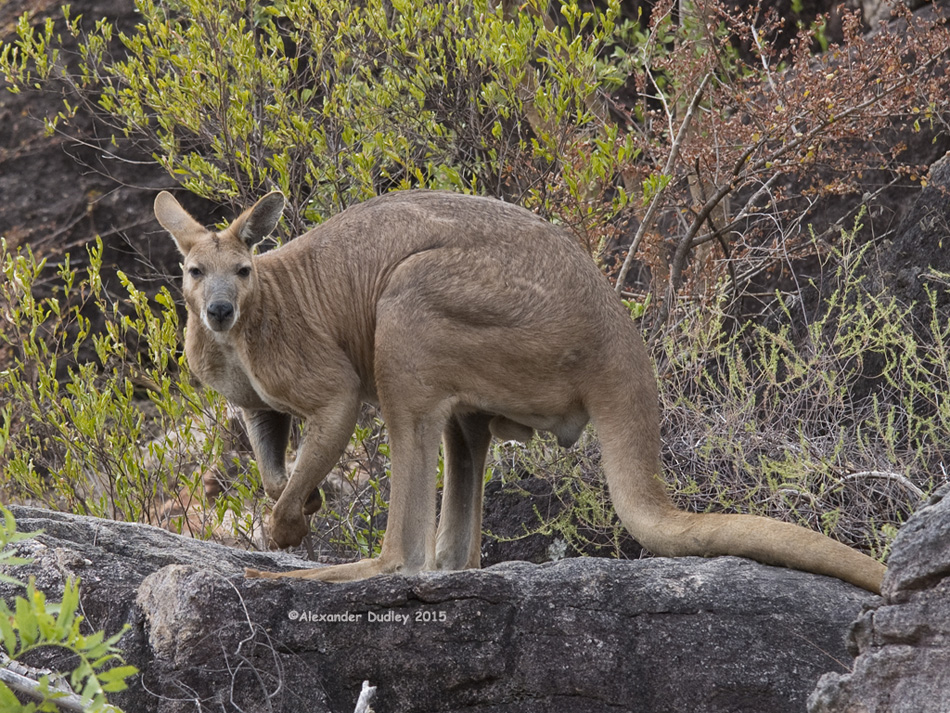 Male Common Wallaroo, Osphranter robustus