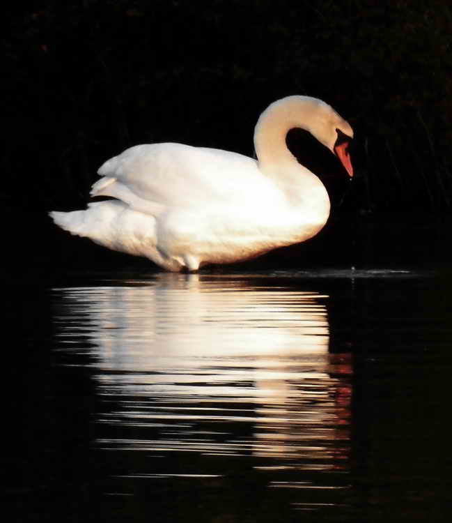 Cygne 