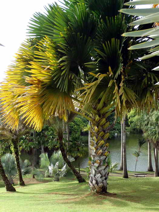 Un palmier du parc Clment 