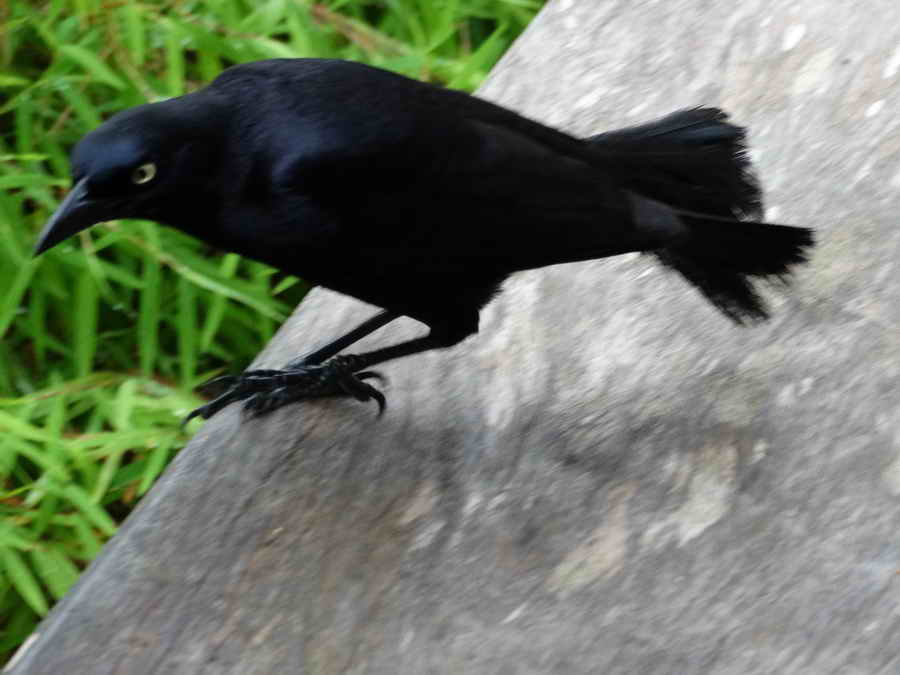 DSC07754.JPG