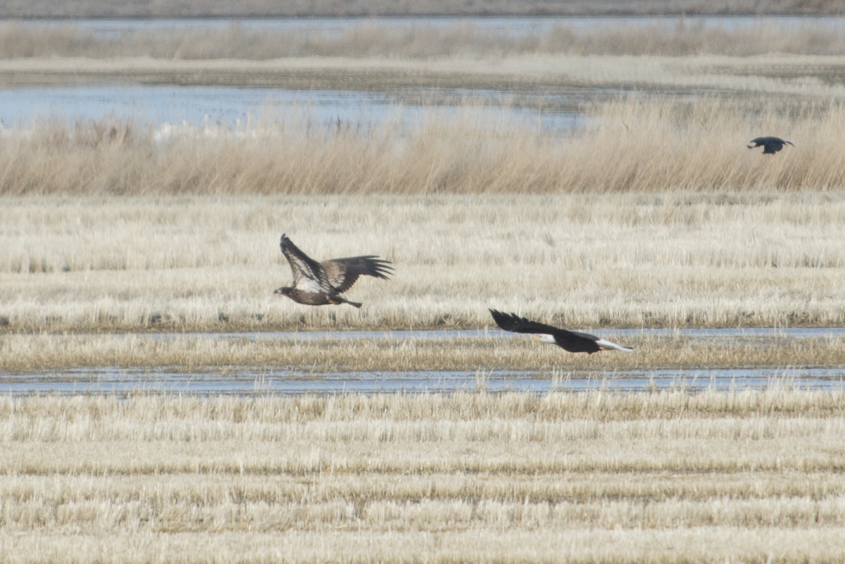 Klamath 2014-239.JPG
