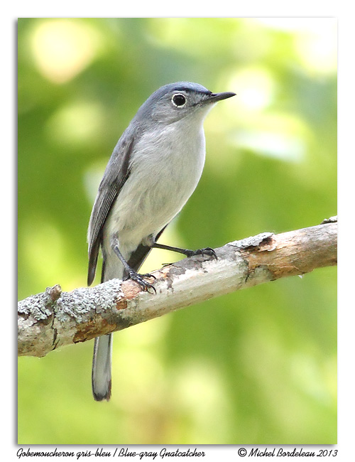 Gobemoucheron gris-bleu<br/>Blue-gray Knatcatcher