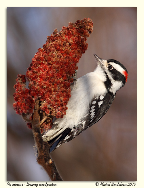 Pic mineur<br/>Downy Woodpecker