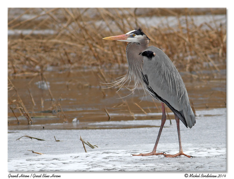 Grand hron<br>Great Blue Heron