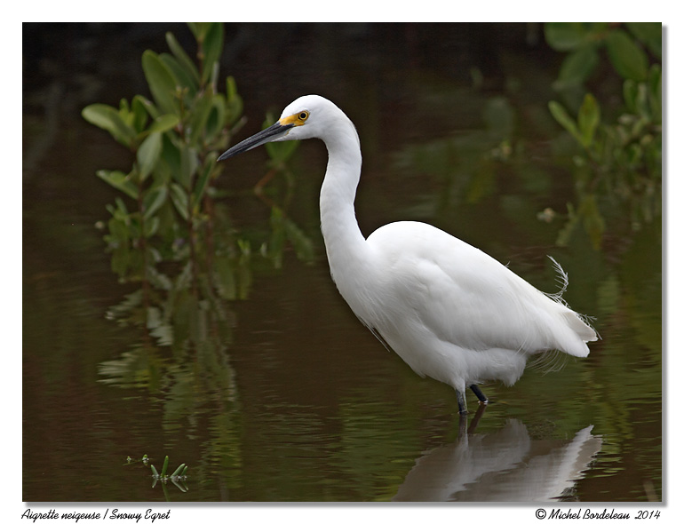 Aigrette neigeuse<br>Snowy Egret