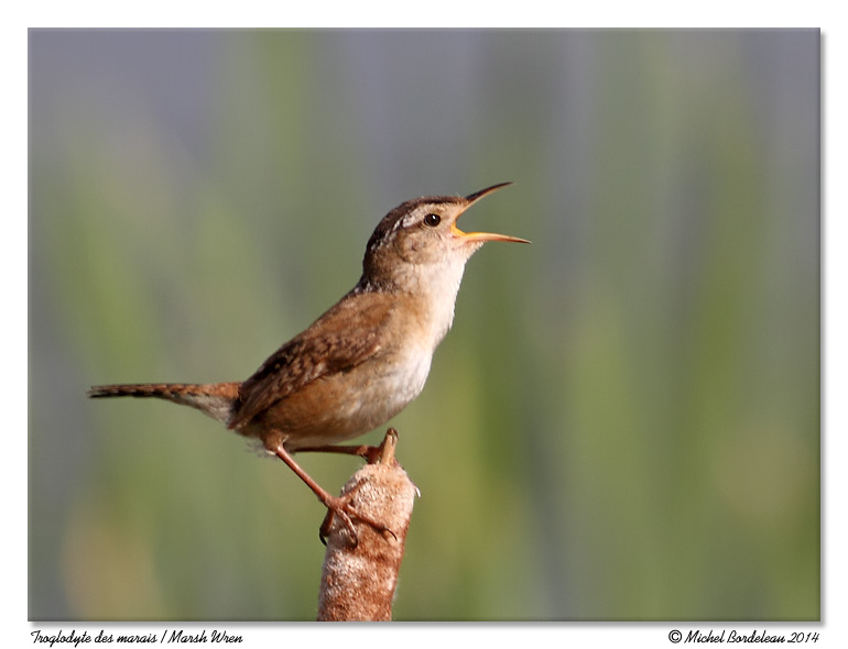 Troglodyte des marais<br>Marsh Wren