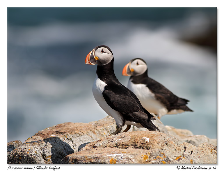Macareux moine<br>Atlantic Puffins